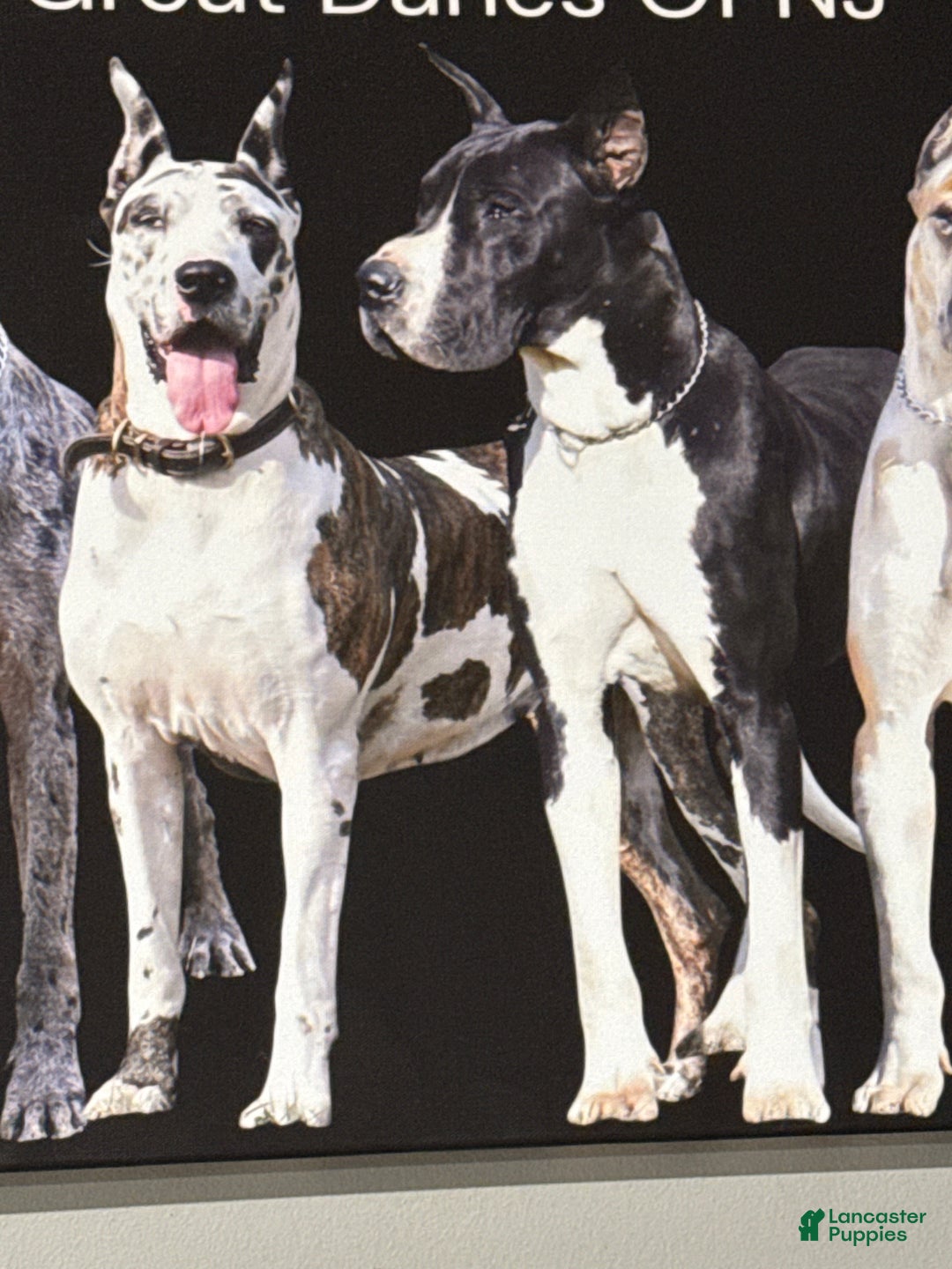 Great Dane dogs for sale: Zoey - Ad 5