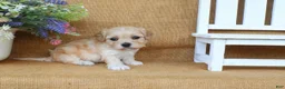 Cavachon dogs for sale: Tilly - Ad 5