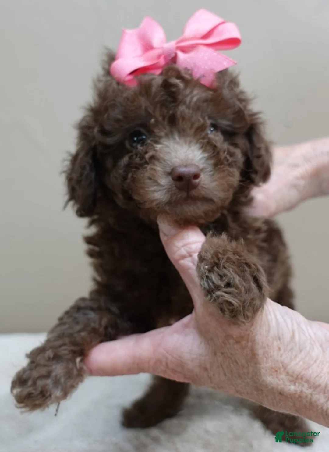 Toy Poodle dogs for sale: solid chocolate female poodle 2 lbs 6 ozs - Ad 2
