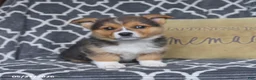 Welsh Corgi Pembroke dogs for sale: Hattie - Ad 2