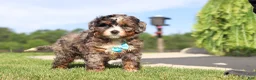 Mini Bernedoodle dogs for sale: Nacho - Ad 2