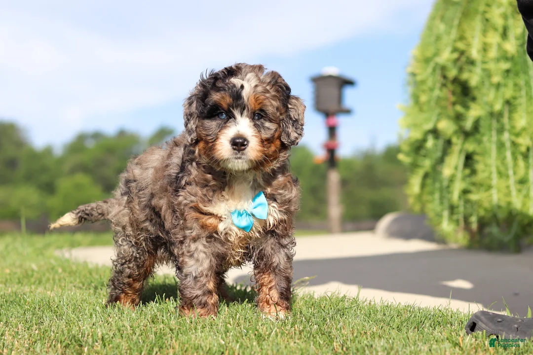 Mini Bernedoodle dogs for sale: Nacho - Ad 2