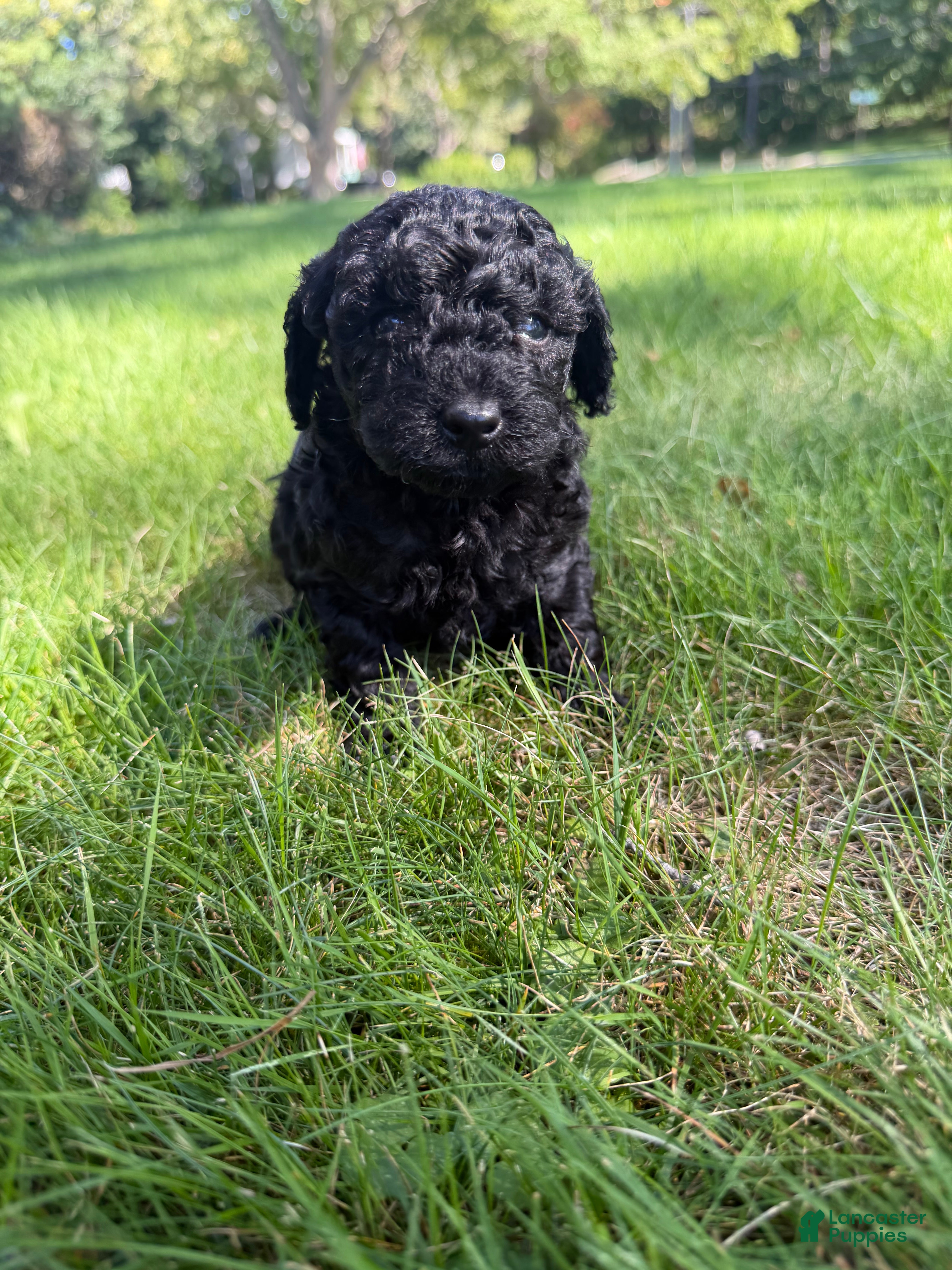 Yorkiepoo dogs Luna - Ad 1