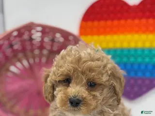 Mini Goldendoodle dogs Daniel - Ad 5