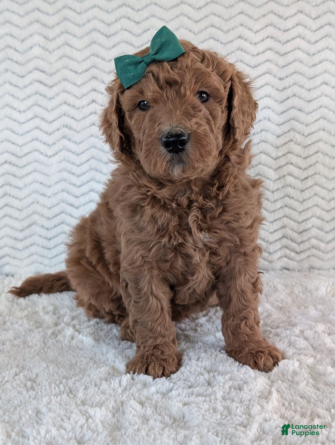 Goldendoodle dogs for sale: Teddy - Ad 23