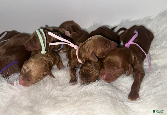 Goldendoodle dogs Girl 1 - Ad 2