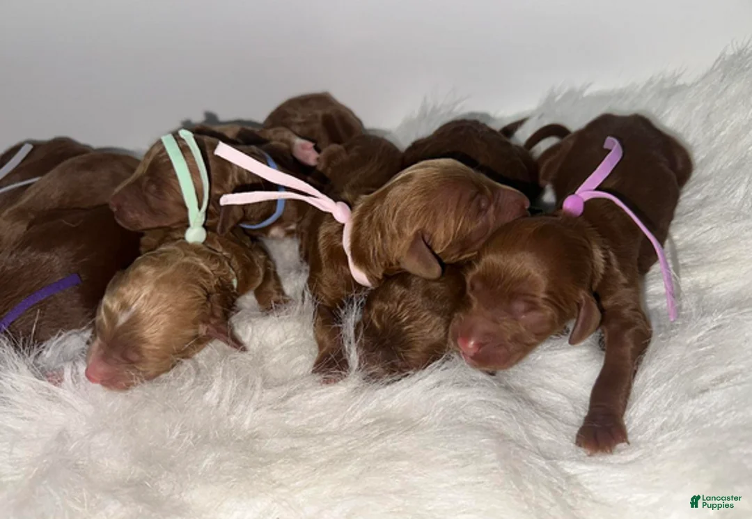 Goldendoodle dogs for sale: Girl 1 - Ad 2