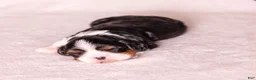 Cavalier King Charles Spaniel dogs for sale: Kudos - Ad 8
