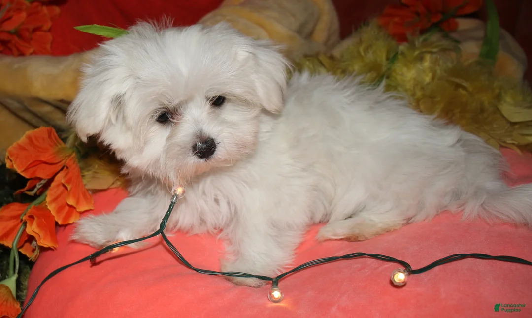 Maltese dogs for sale: Chester - Ad 2