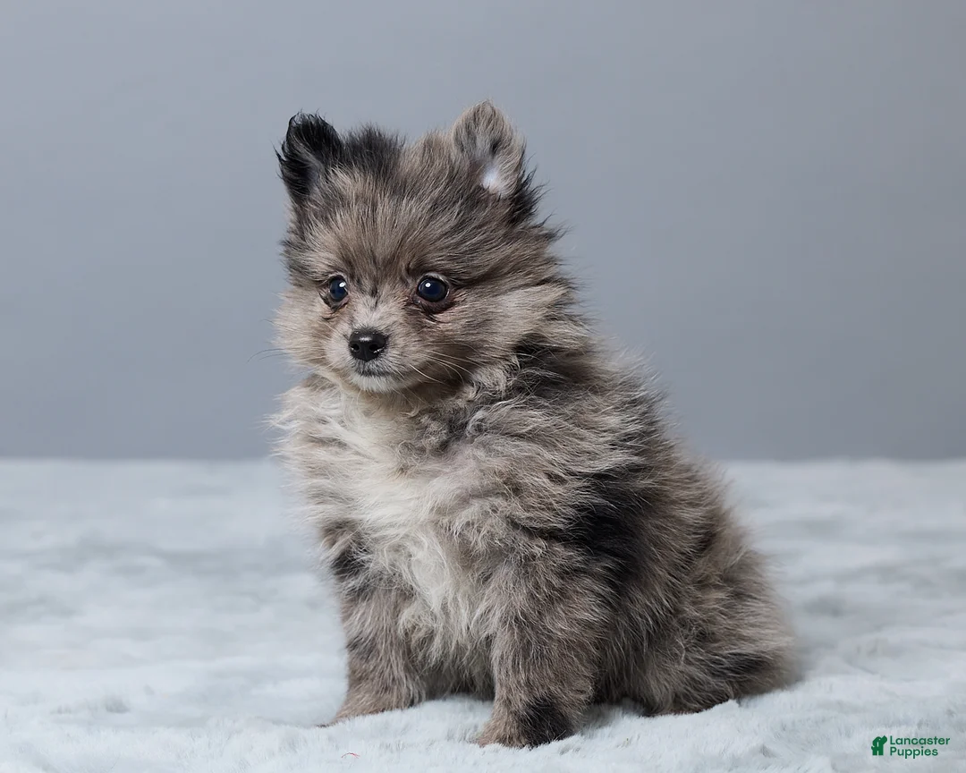 Pomeranian dogs for sale: Leo - Ad 2
