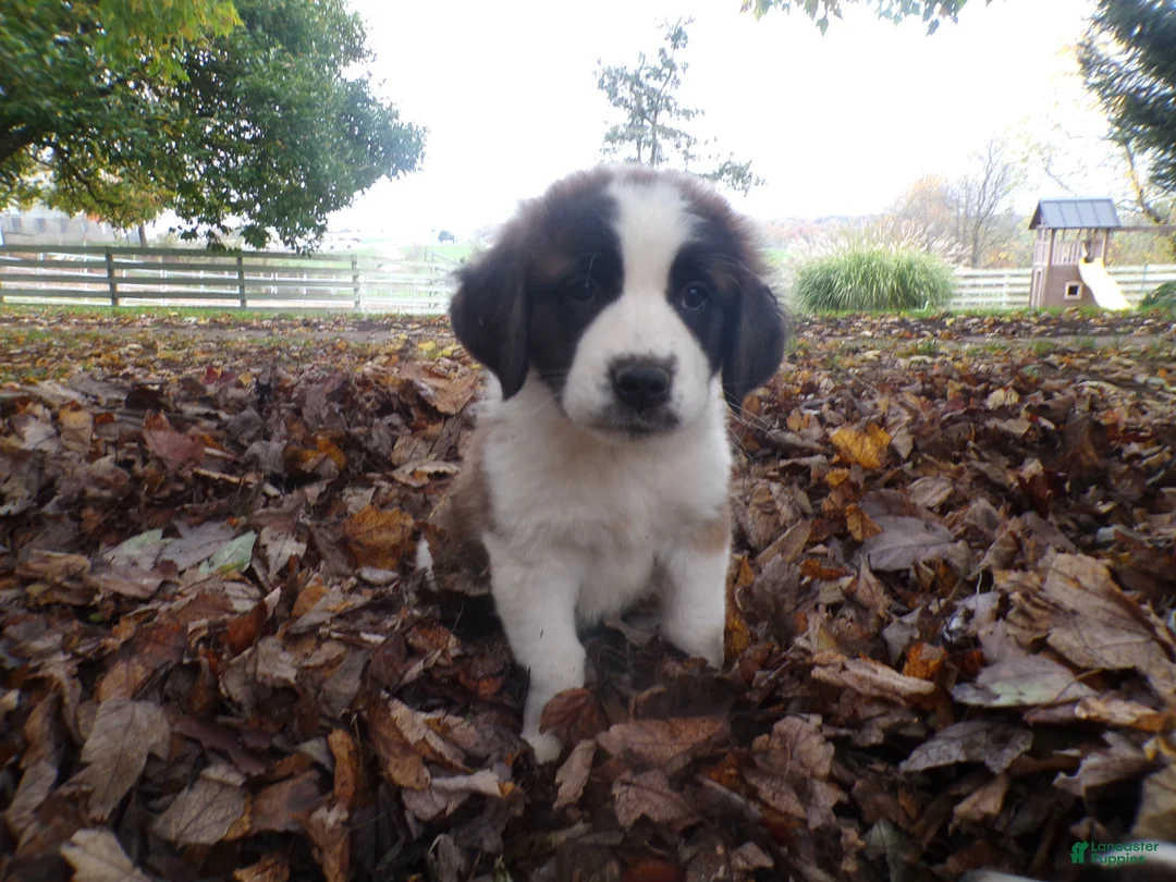 Saint Bernard dogs for sale: Belle - Ad 2