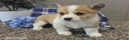 Welsh Corgi Pembroke dogs for sale: Pansy - Ad 3