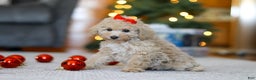 Miniature Poodle dogs for sale: Besty - Ad 2