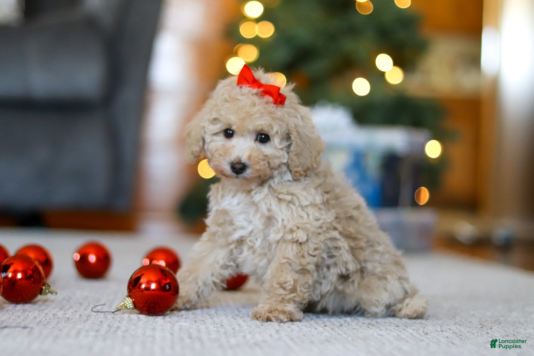 Miniature Poodle dogs for sale: Besty - Ad 2