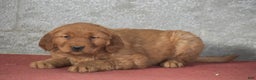 Golden Retriever dogs for sale: Deanna - Ad 4