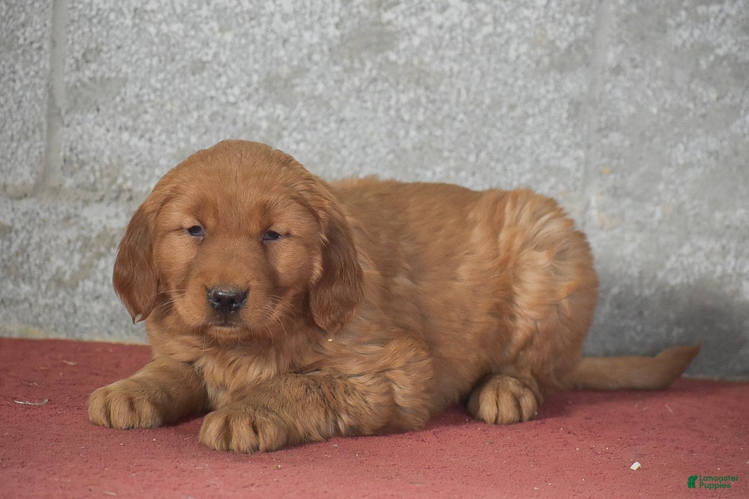 Golden Retriever dogs for sale: Deanna - Ad 4