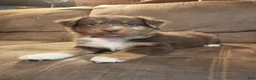 Australian Shepherd dogs for sale: Mocha - Ad 5