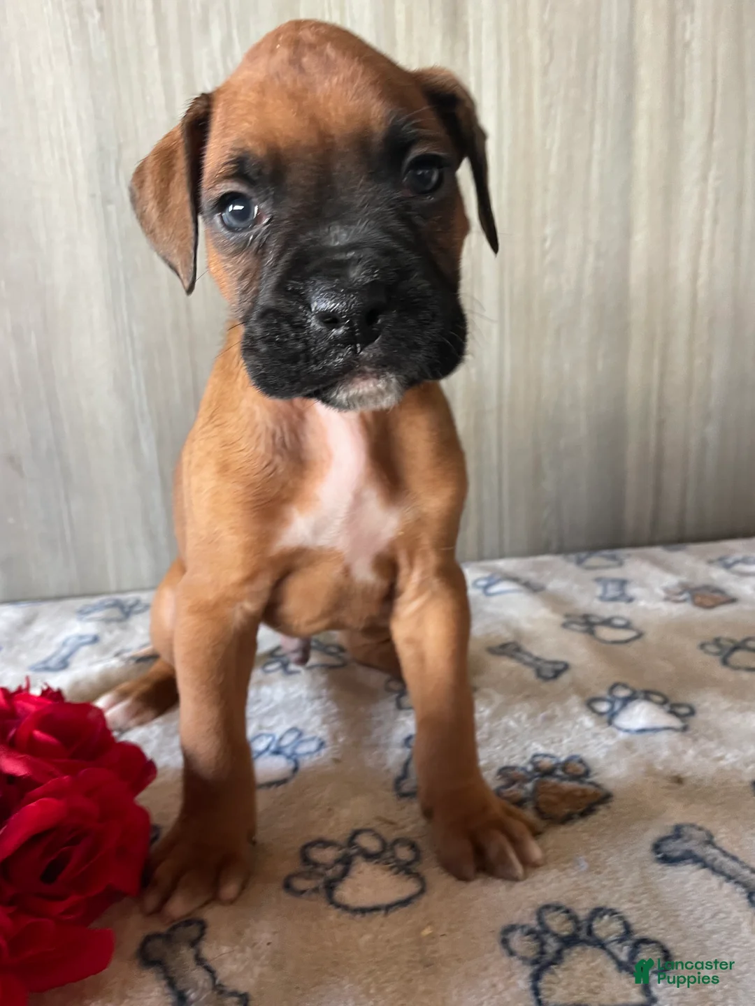 Boxer dogs for sale: Bentley - Ad 2