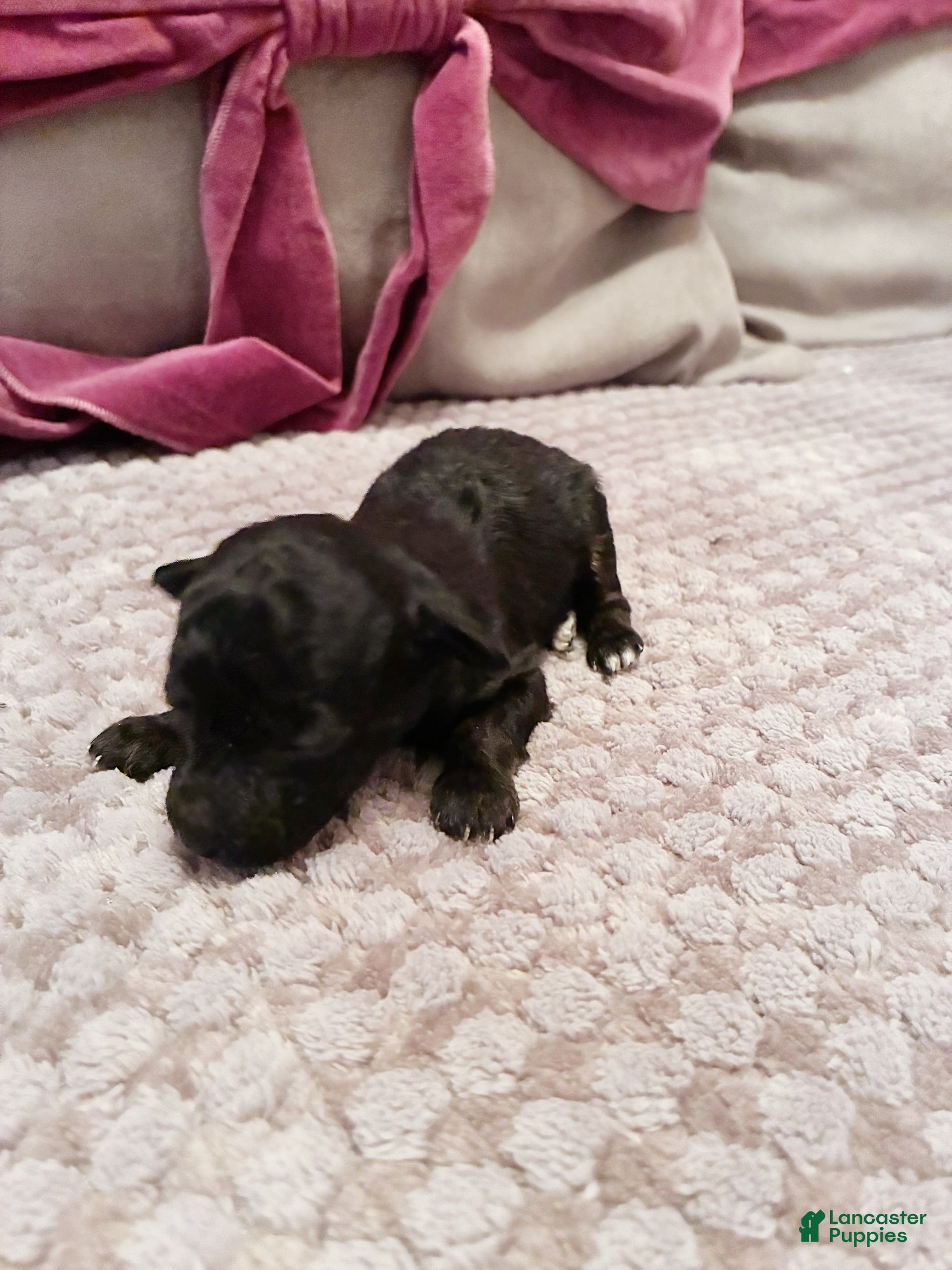 Toy Poodle dogs Alexas Toy Poodle Puppy - Ad 6