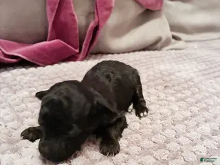 Toy Poodle dogs Alexas Toy Poodle Puppy - Ad 6