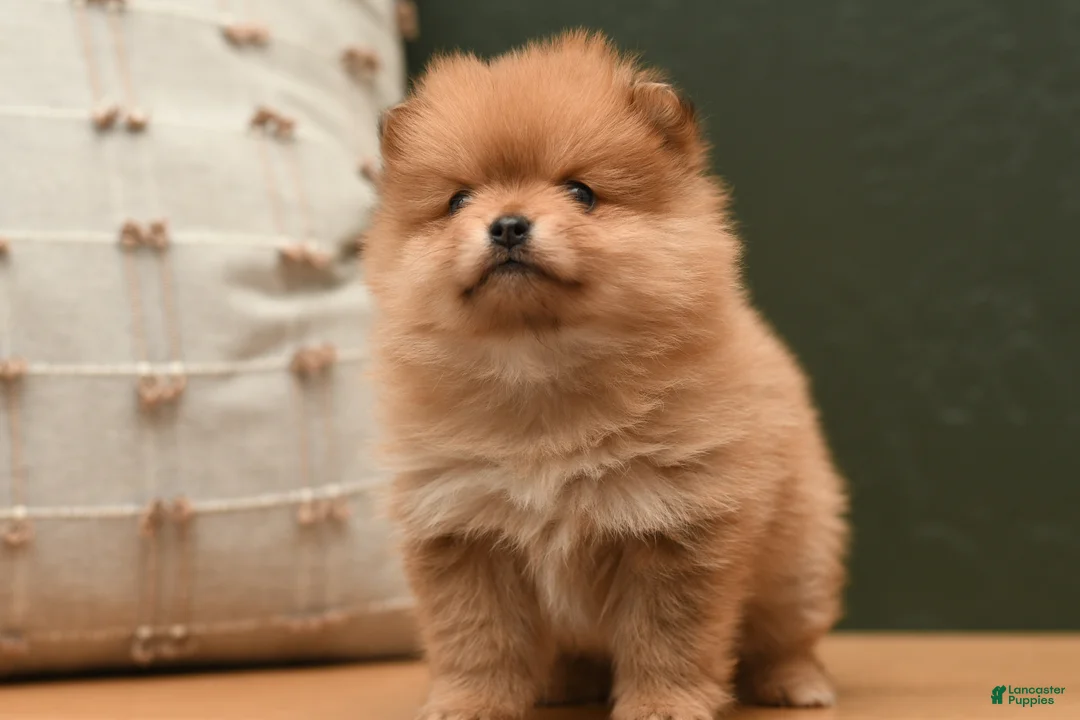 Pomeranian dogs for sale: Pixie - Ad 2