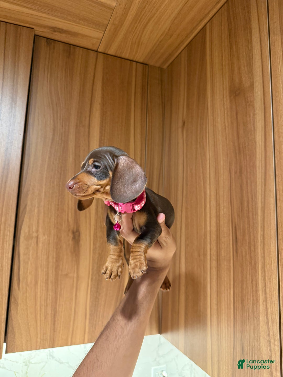 Miniature Dachshund dogs for sale: Teacup Chanel - Ad 7