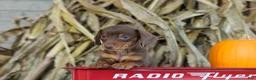 Miniature Dachshund dogs for sale:  Zoey🎀 - Ad 10