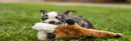 Frenchton dogs for sale: BRANDY - Ad 11