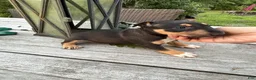 Miniature Bull Terrier dogs for sale: Athena  - Ad 7