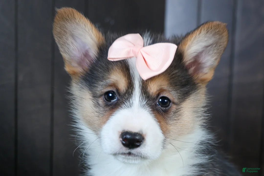 Welsh Corgi Pembroke dogs for sale: Roxanne - Ad 2
