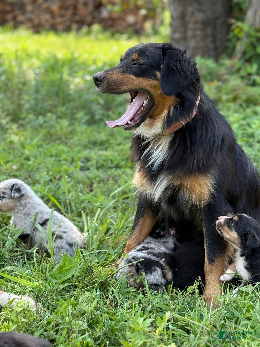 Australian Shepherd dogs for sale: Australian Shepherd Puppy 8 - Ad 9