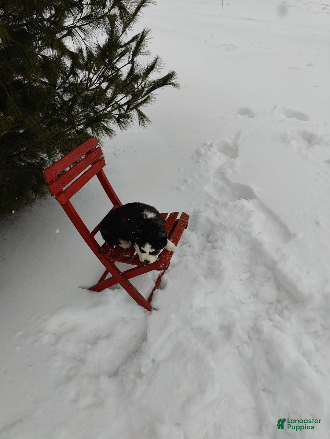 Siberian Husky dogs for sale: Lucy - Ad 11