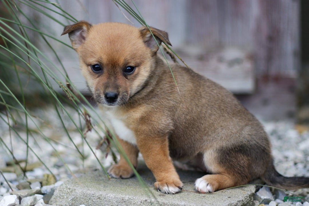 Pomsky dogs for sale: Patty - Ad 2