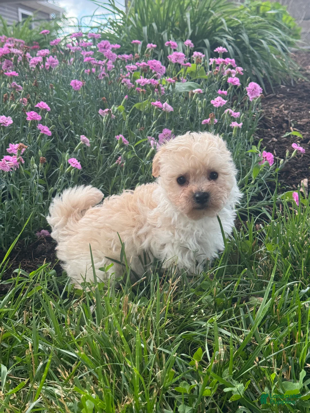 Bichpoo dogs for sale: Blaze  - Ad 4