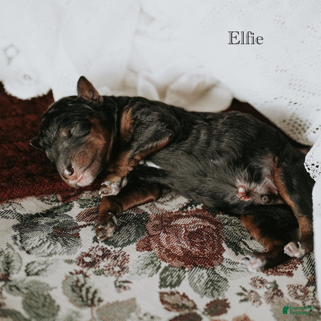 Standard Poodle dogs for sale: Elfie - Ad 3