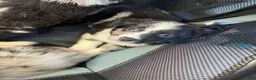 Australian Shepherd dogs for sale: Artemis  - Ad 1