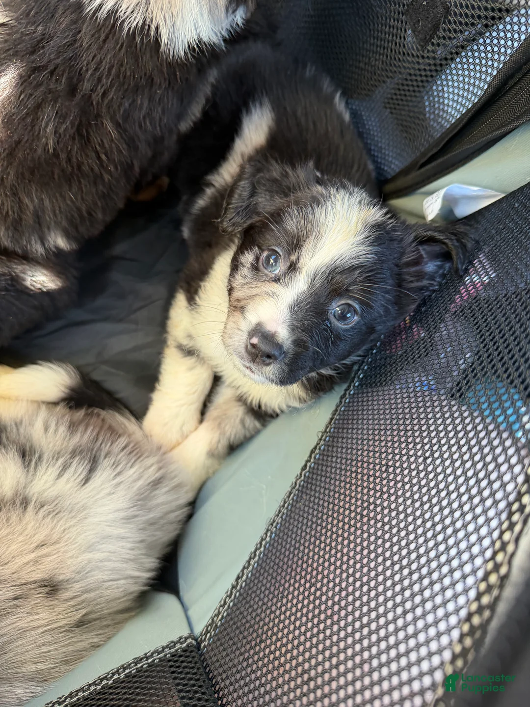 Australian Shepherd dogs for sale: Artemis  - Ad 1
