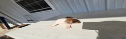 Chihuahua dogs for sale: Charlie - Ad 8