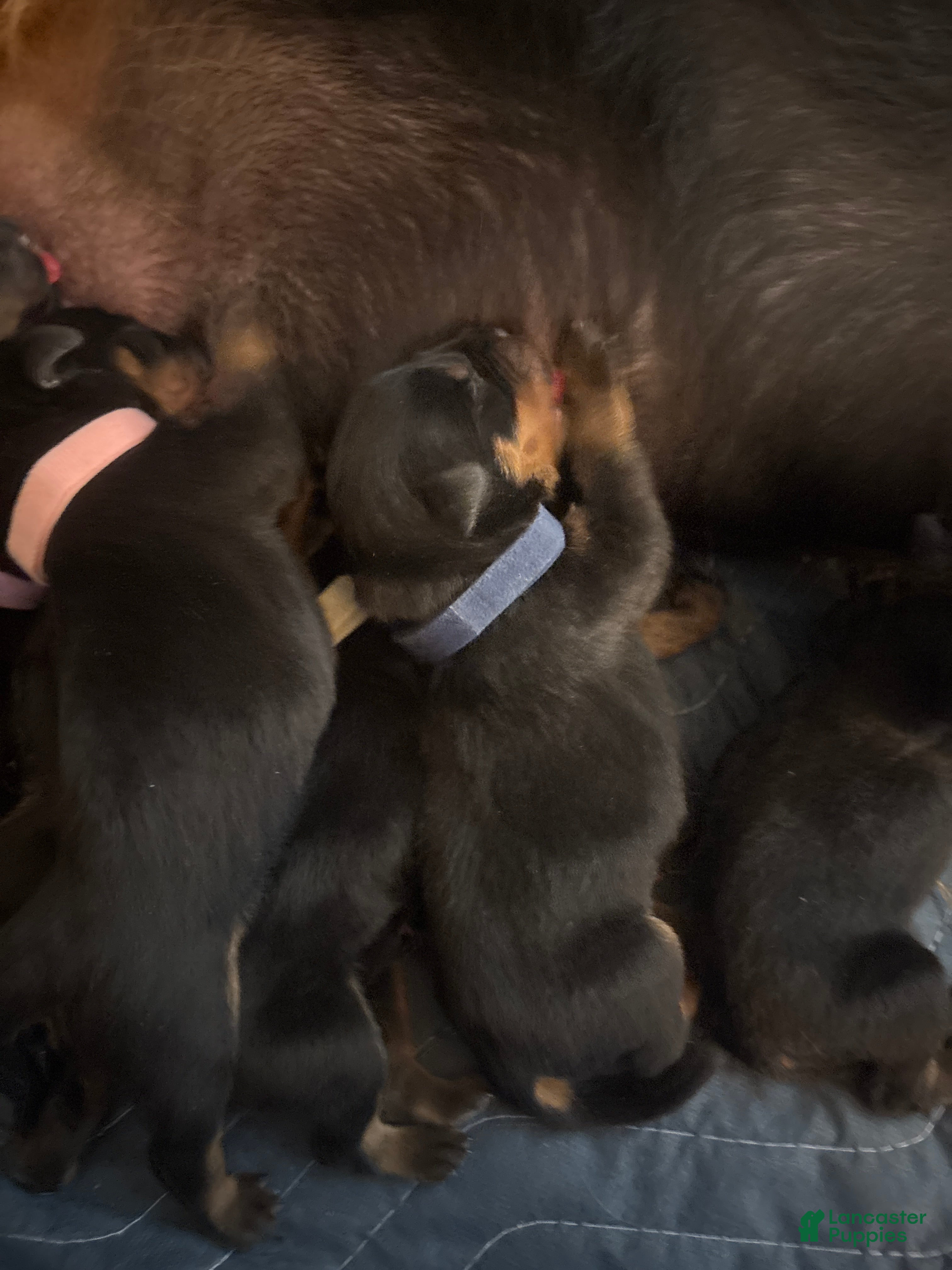 Rottweiler dogs Rottweiler Puppy 2 - Ad 1