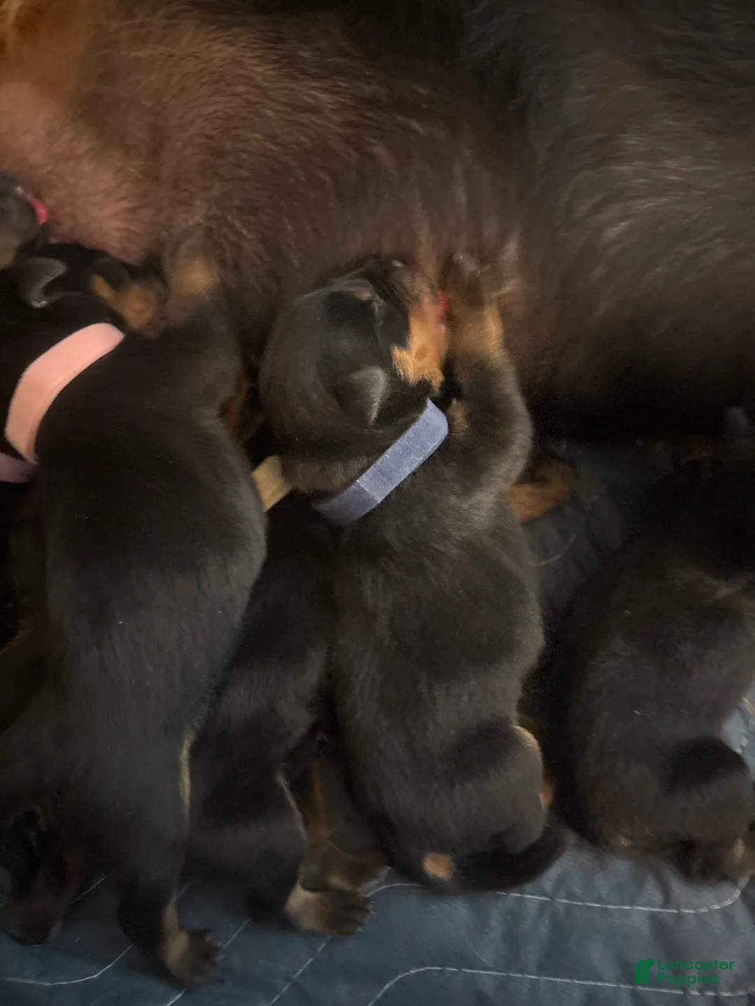 Rottweiler dogs for sale: Rottweiler Puppy 2 - Ad 1