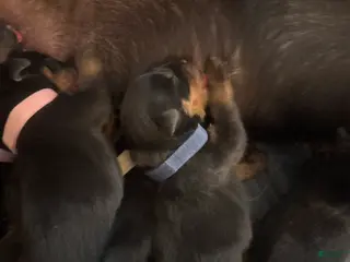 Rottweiler dogs for sale: Rottweiler Puppy 2 - Ad 3