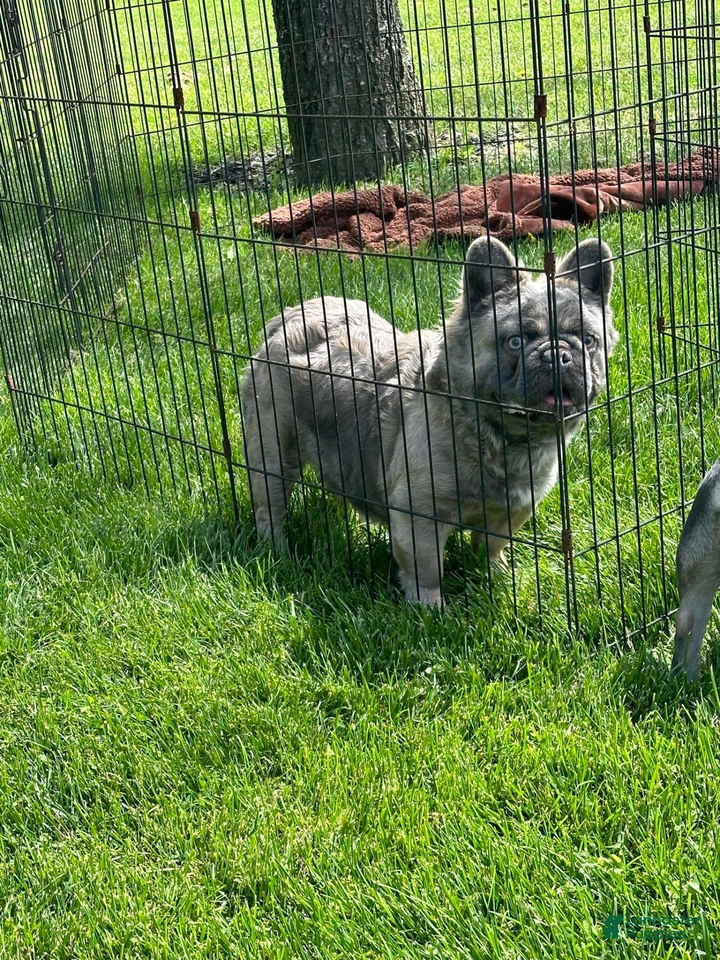 French Bulldog dogs Apollo - Ad 1