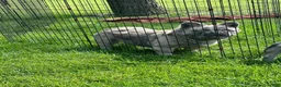French Bulldog dogs for sale: Apollo - Ad 1