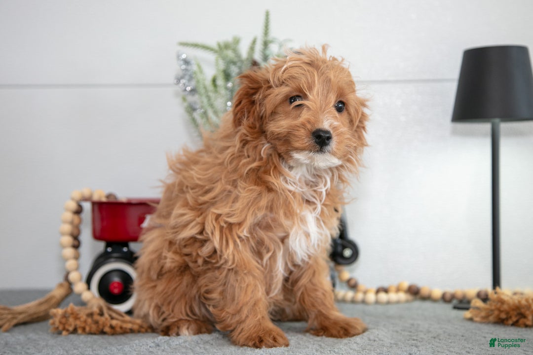 Mini Goldendoodle dogs for sale: Maxine - Ad 1