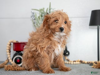 Mini Goldendoodle dogs Maxine - Ad 21