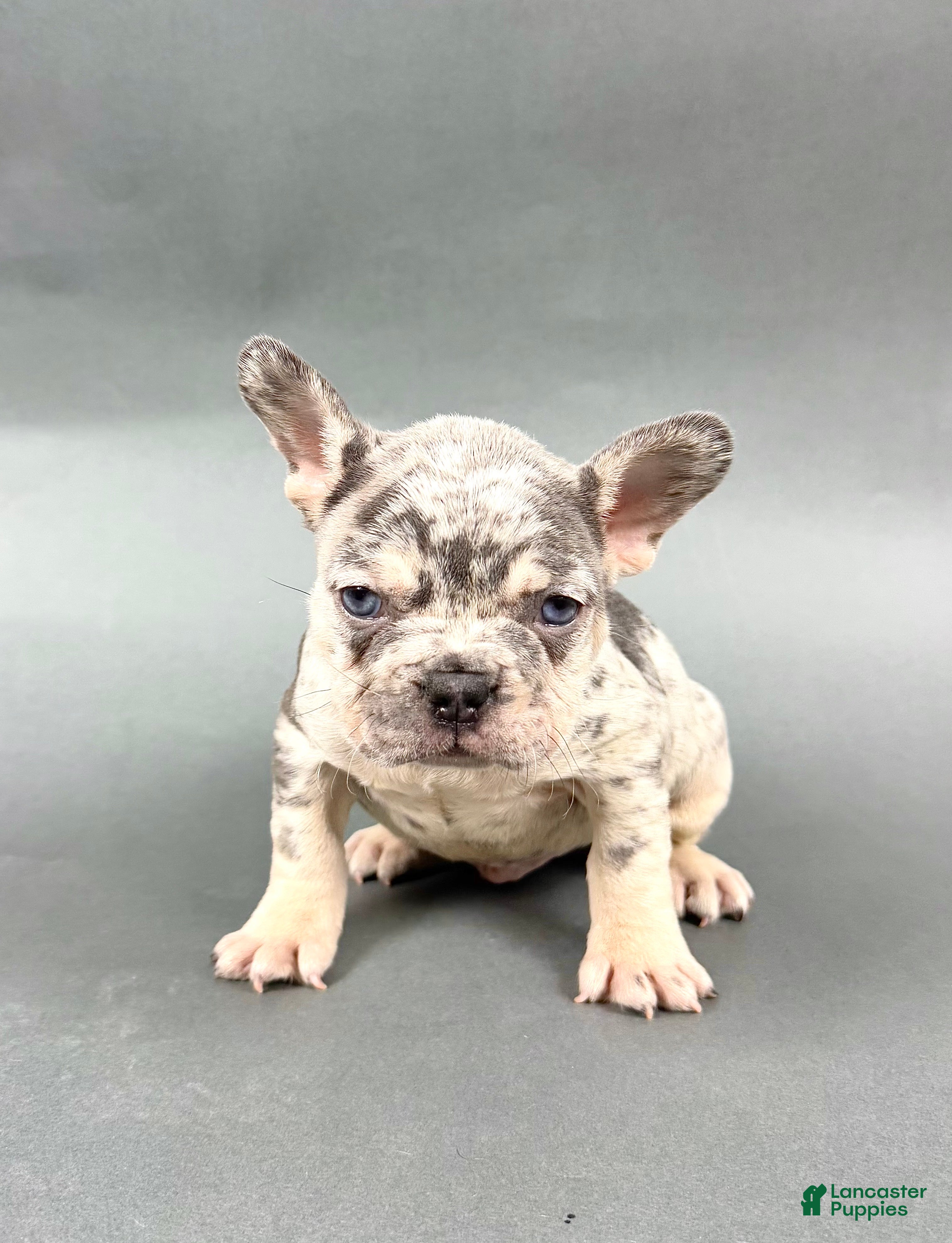 French Bulldog dogs Dash - Ad 13