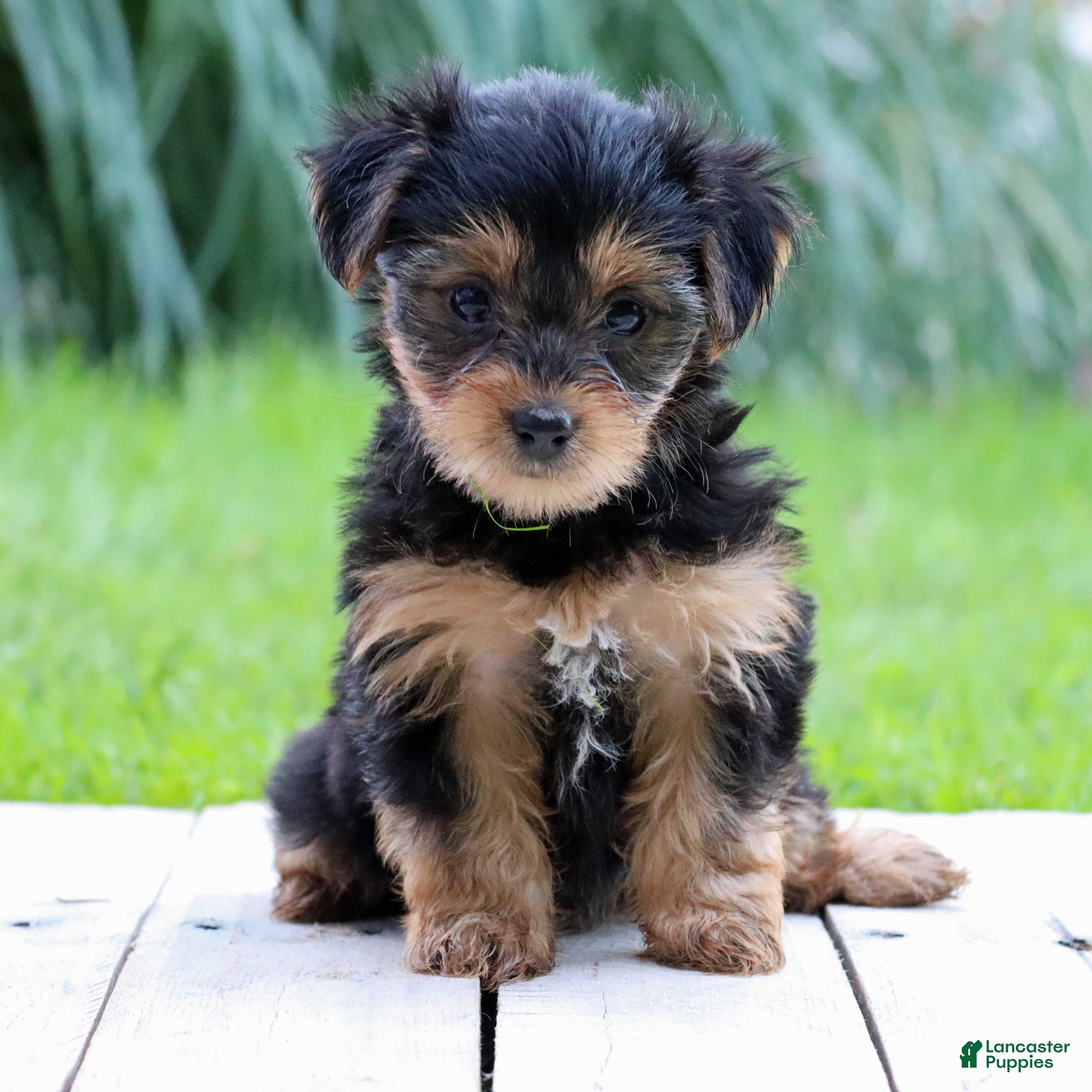 Yorkshire Terrier dogs Lulu - Ad 2