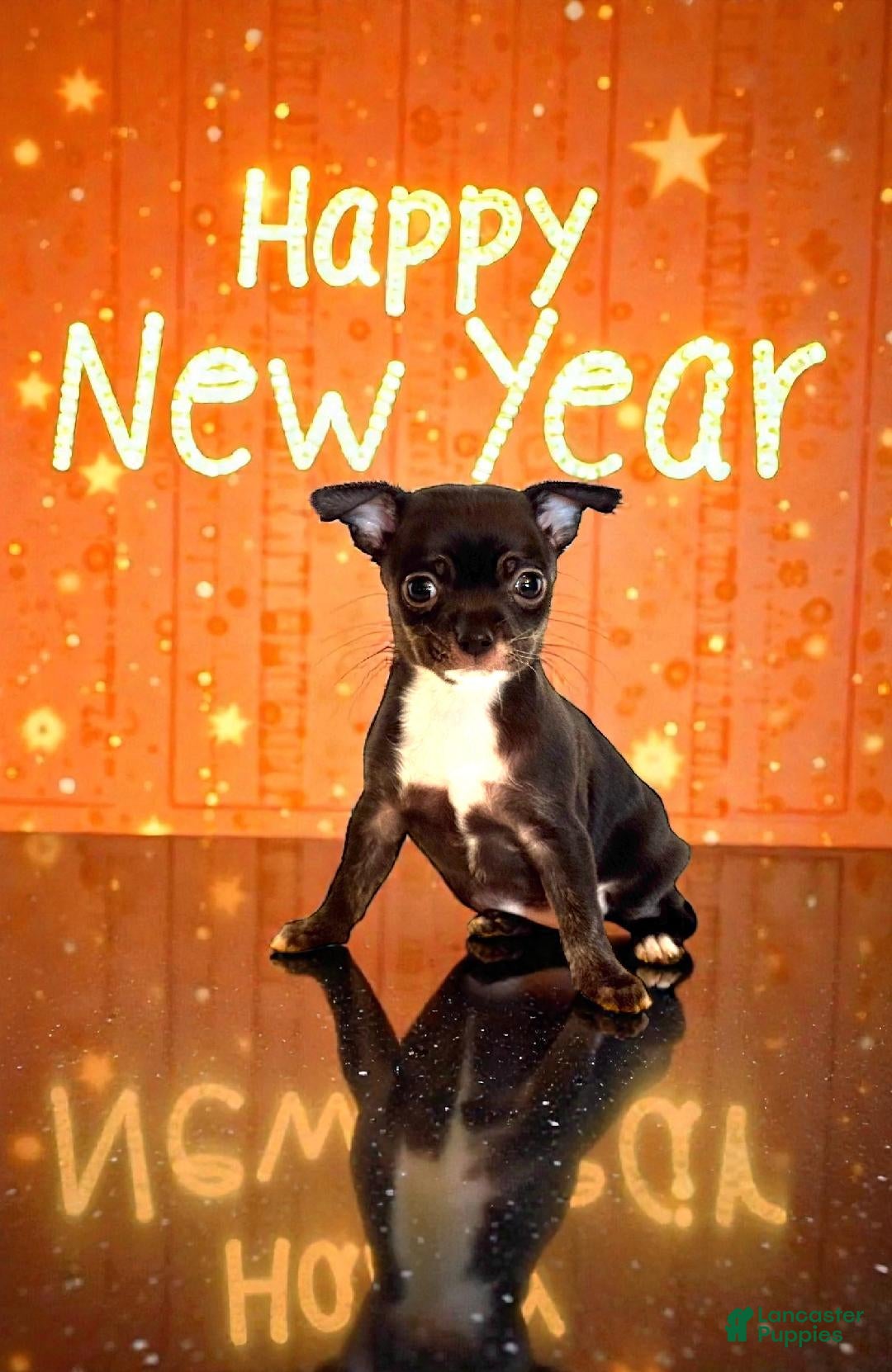 Chihuahua dogs for sale: Darcy - Ad 2