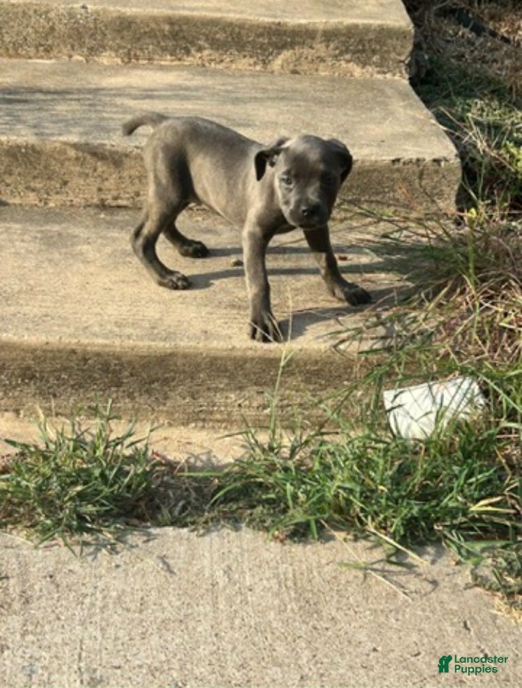 Cane Corso dogs Cane Corso 6 - Ad 39
