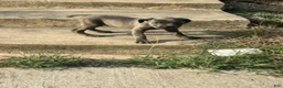 Cane Corso dogs for sale: Cane Corso 6 - Ad 1